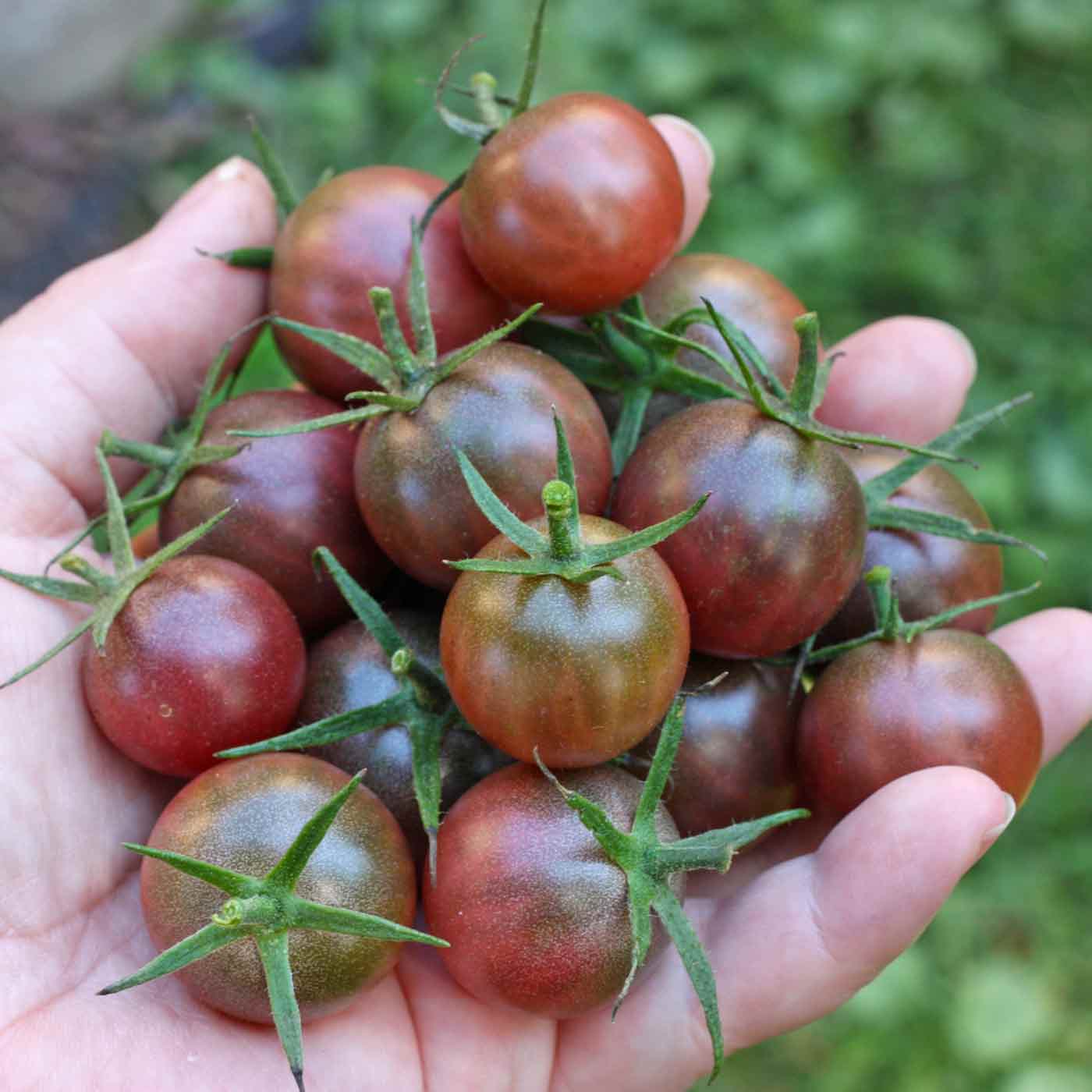 Black Cherry tomatenplant