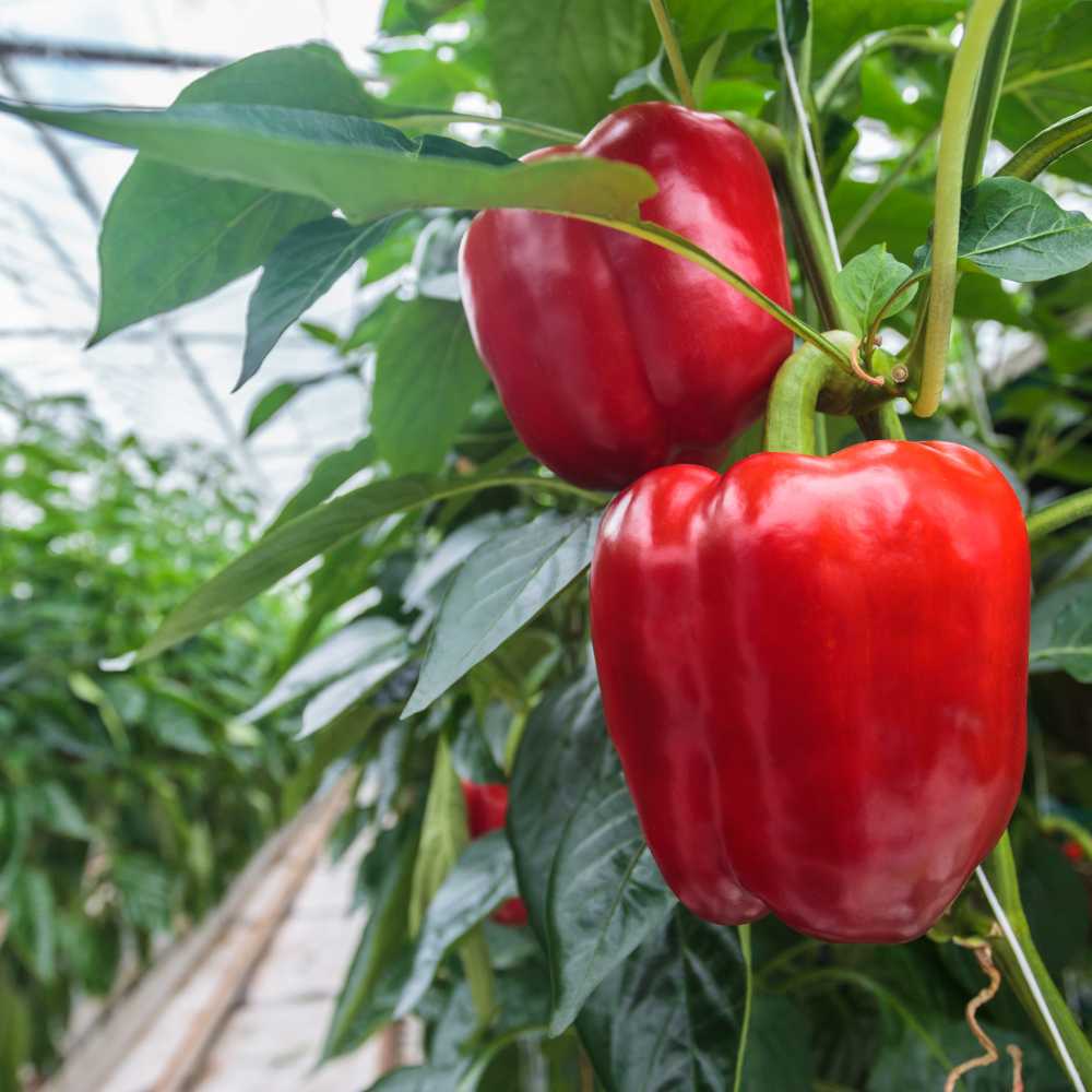 California Wonder paprika