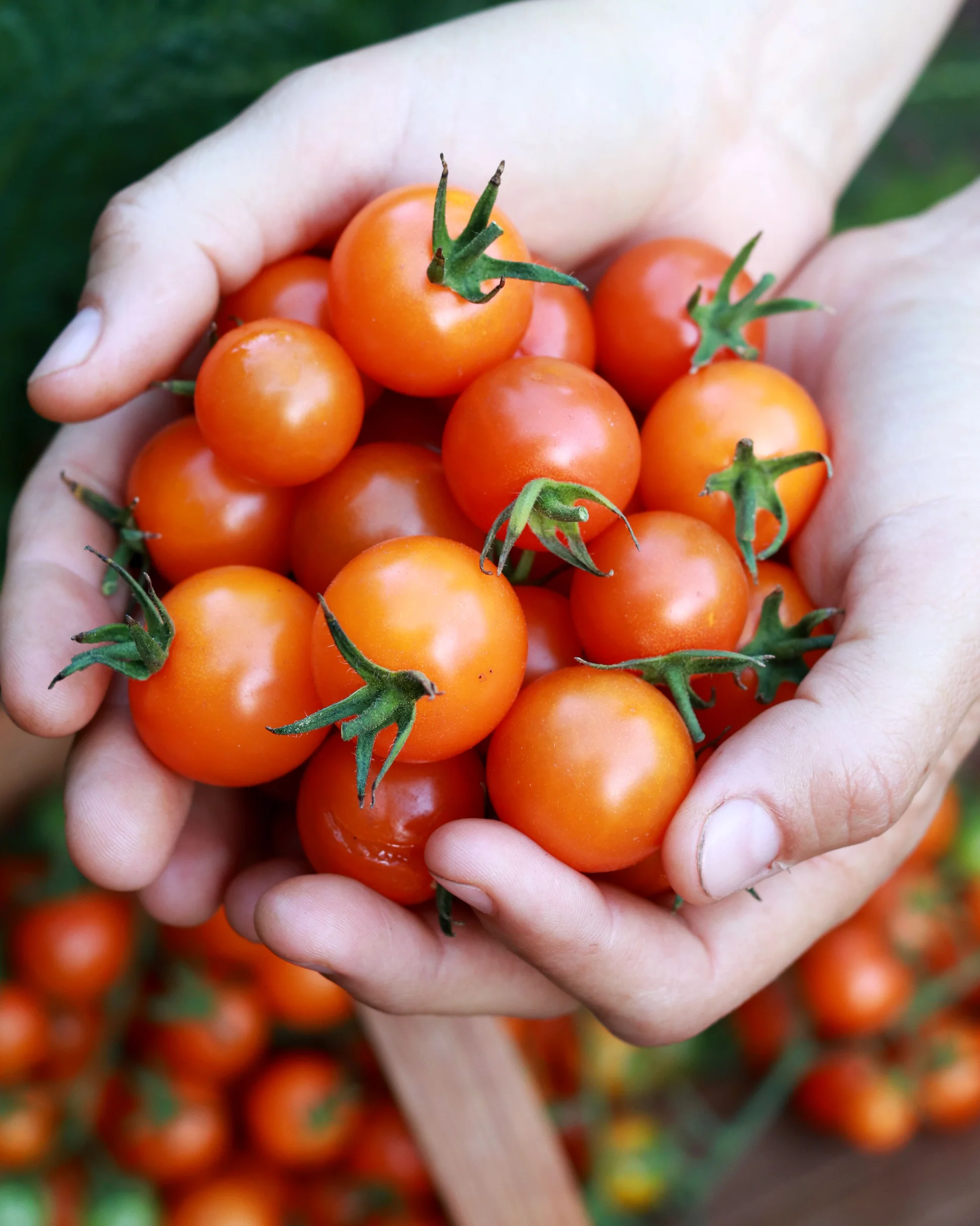 Sungold tomatenplant